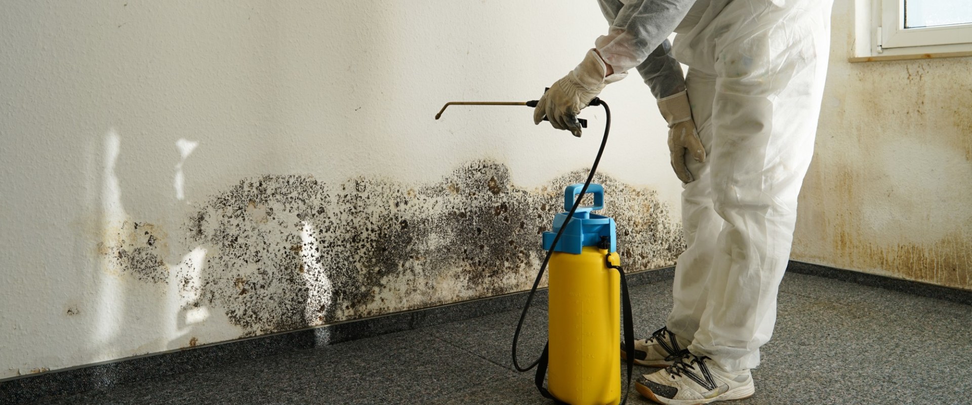 How mold inspection is done?