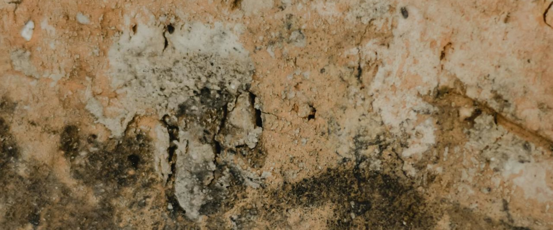 Keep Your Las Vegas Home Mold-Free with Expert Inspections