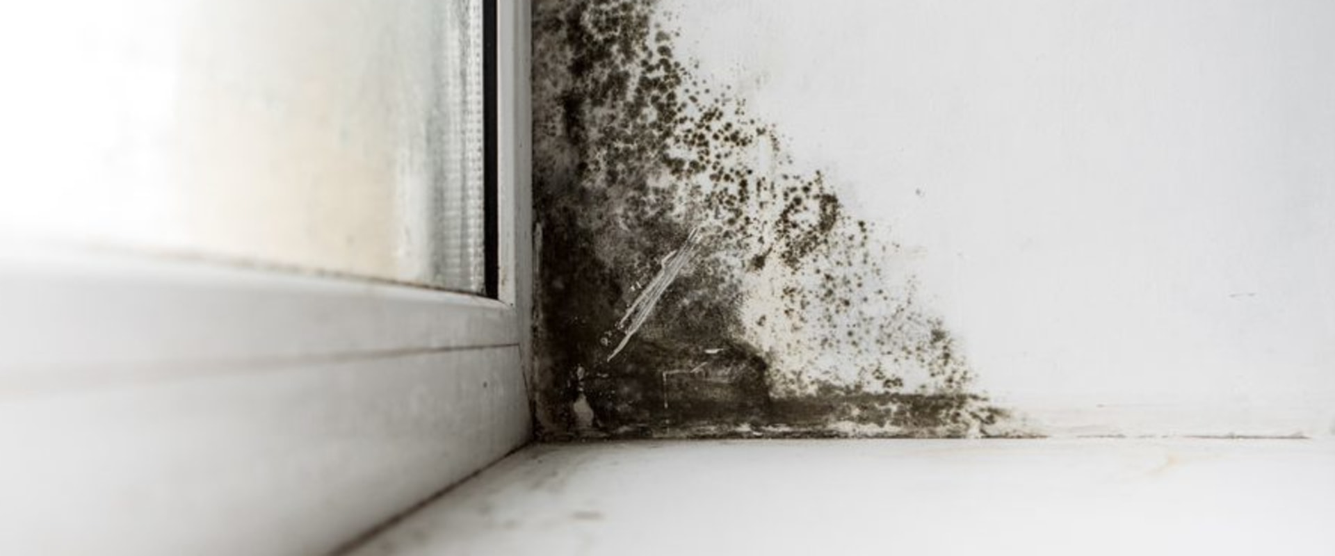 Does home inspection check for mold?