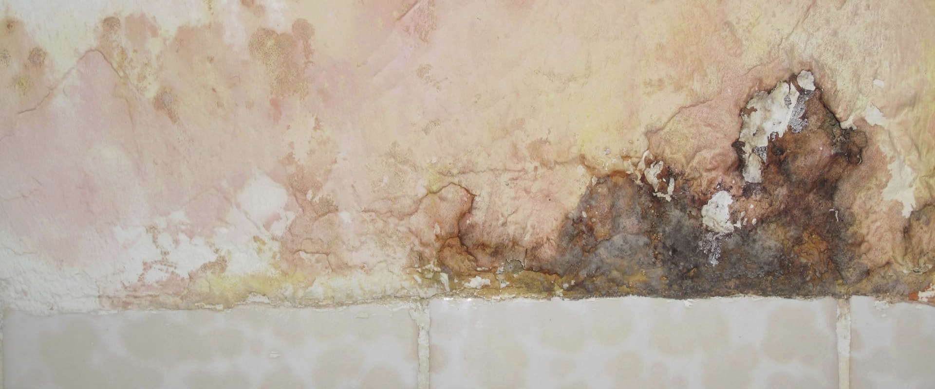 Early Detection, Health Protection: Why Mold Inspections Matter