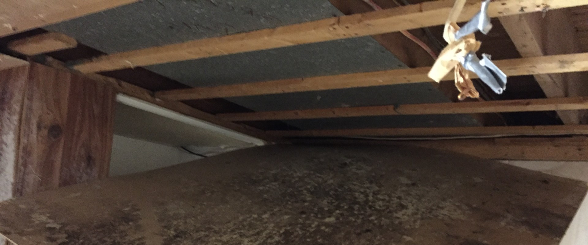 Do all mold tests come back positive?