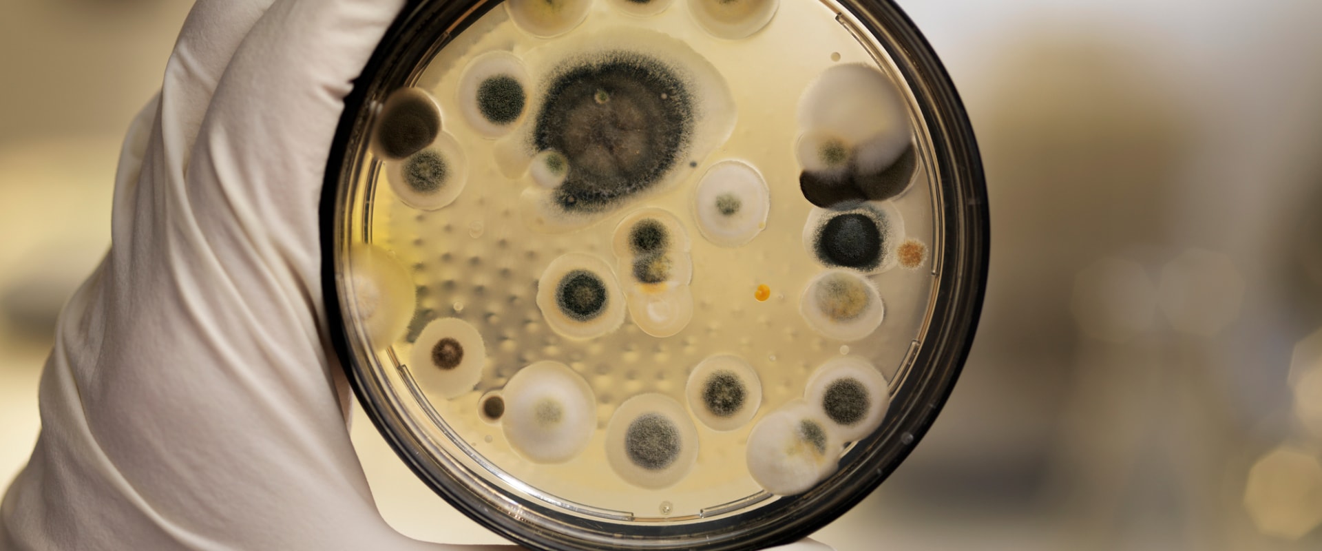 What is the most accurate mold test?