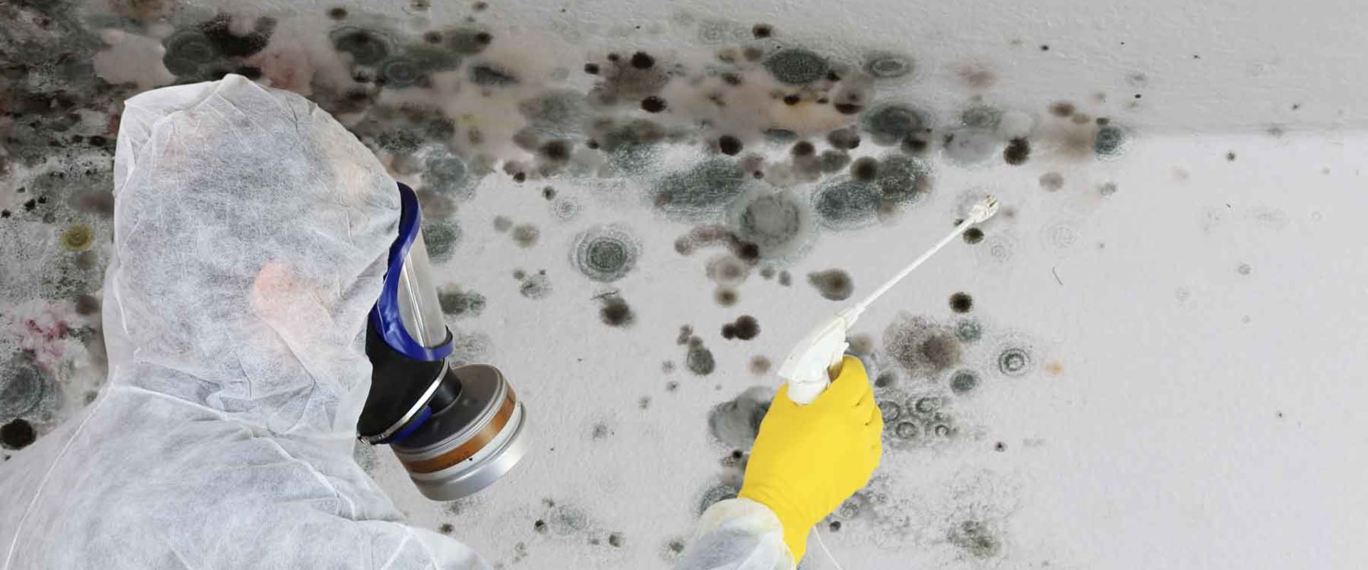 How much mold inspection?