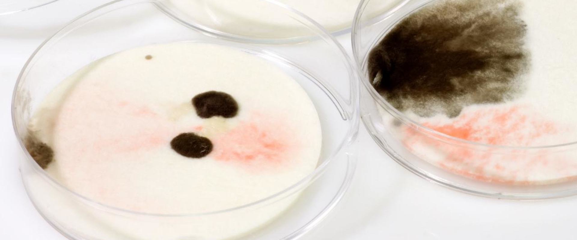 Can i test for mold myself?