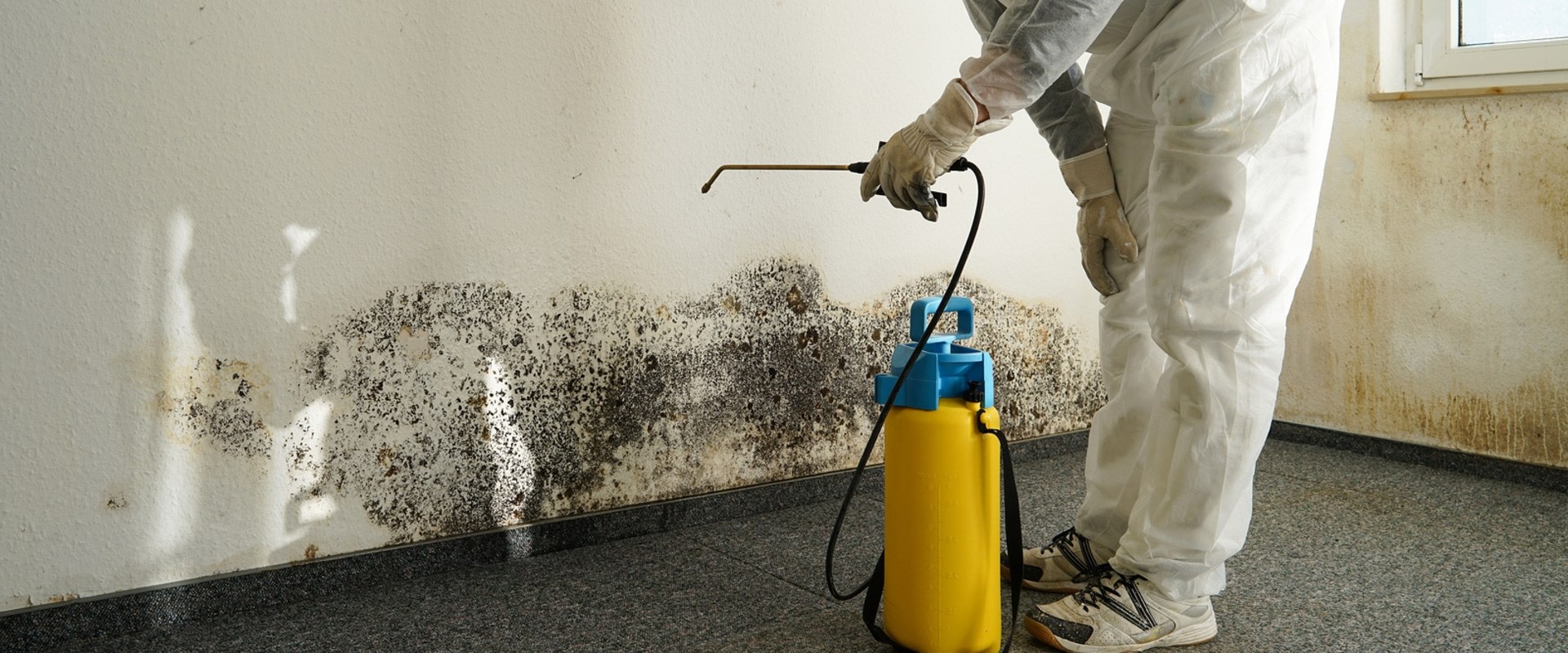 Don't Let Mold Take Over: A Guide To Remediation In Seattle After Inspection