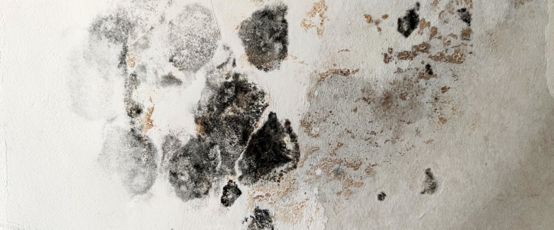 The Importance Of Mold Inspection In Torrance, CA: Protecting Your Home And Health
