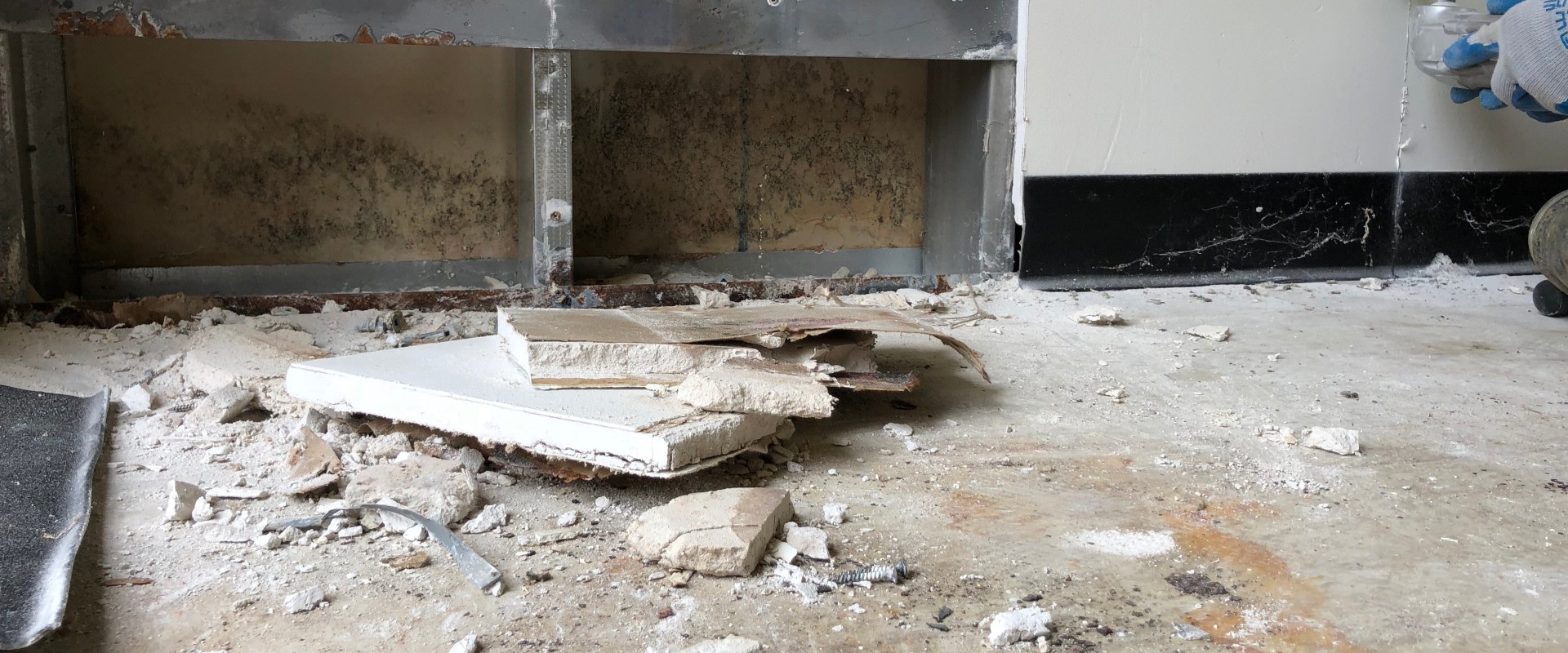 The Importance Of Mold Inspection In Toms River, NJ: What You Need To Know