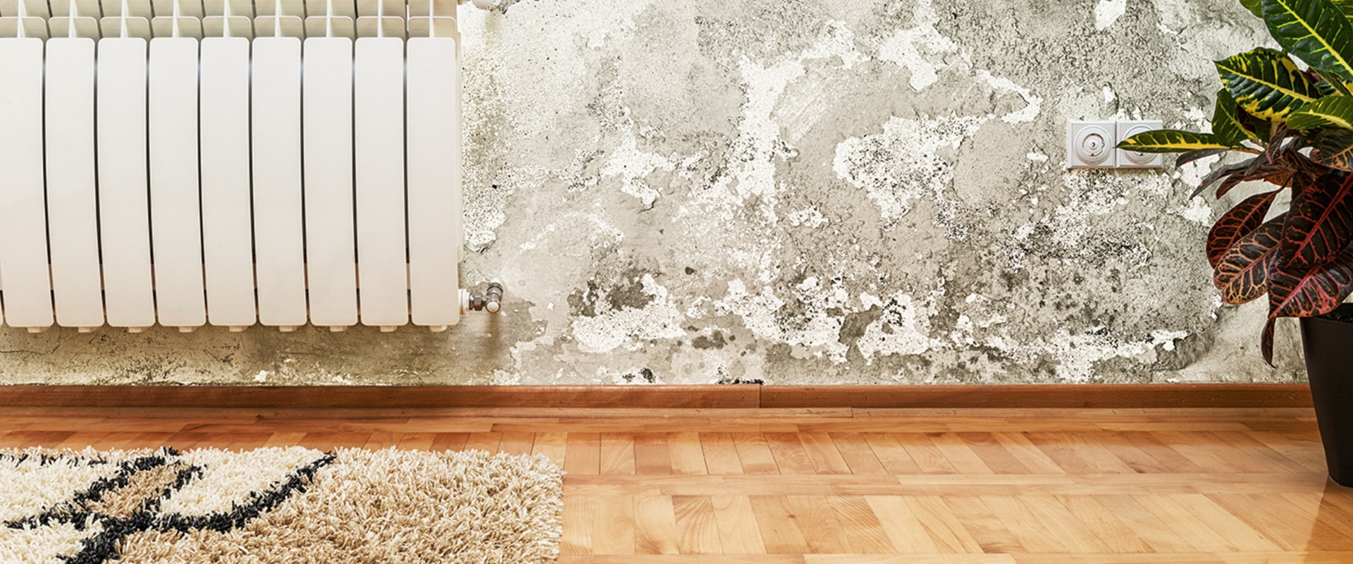 Is mold a deal breaker when buying a house?