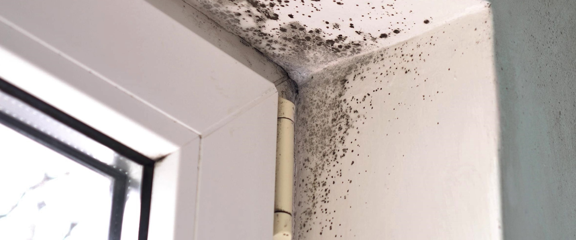 Can mold be completely removed from a house?