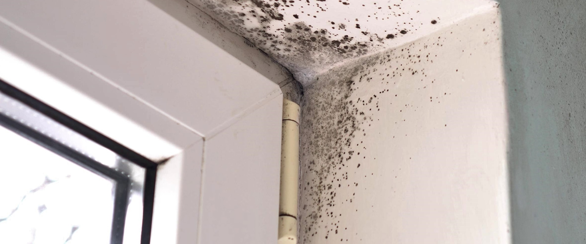 How Emergency Mitigation Services In Philadelphia Can Help You Handle Mold Damage Inspection