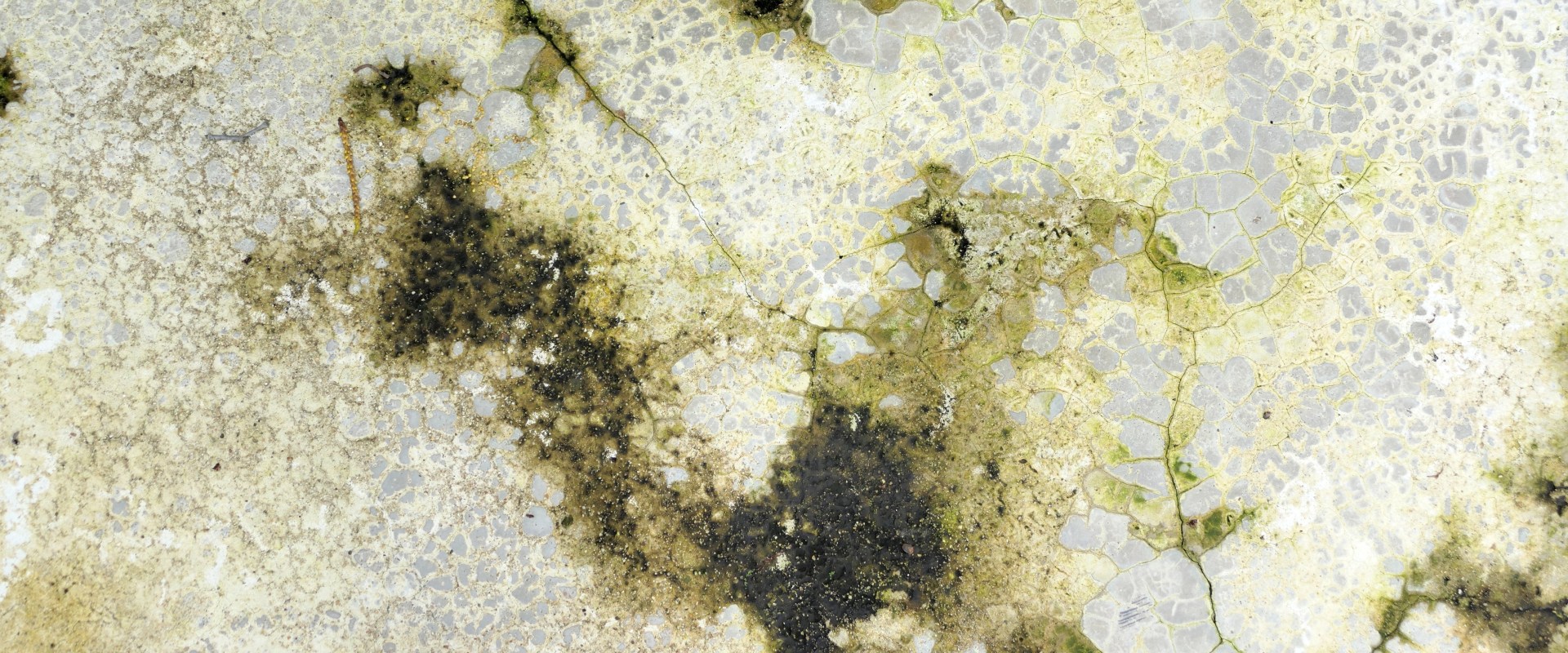 What Happens After a Positive Mold Inspection Report