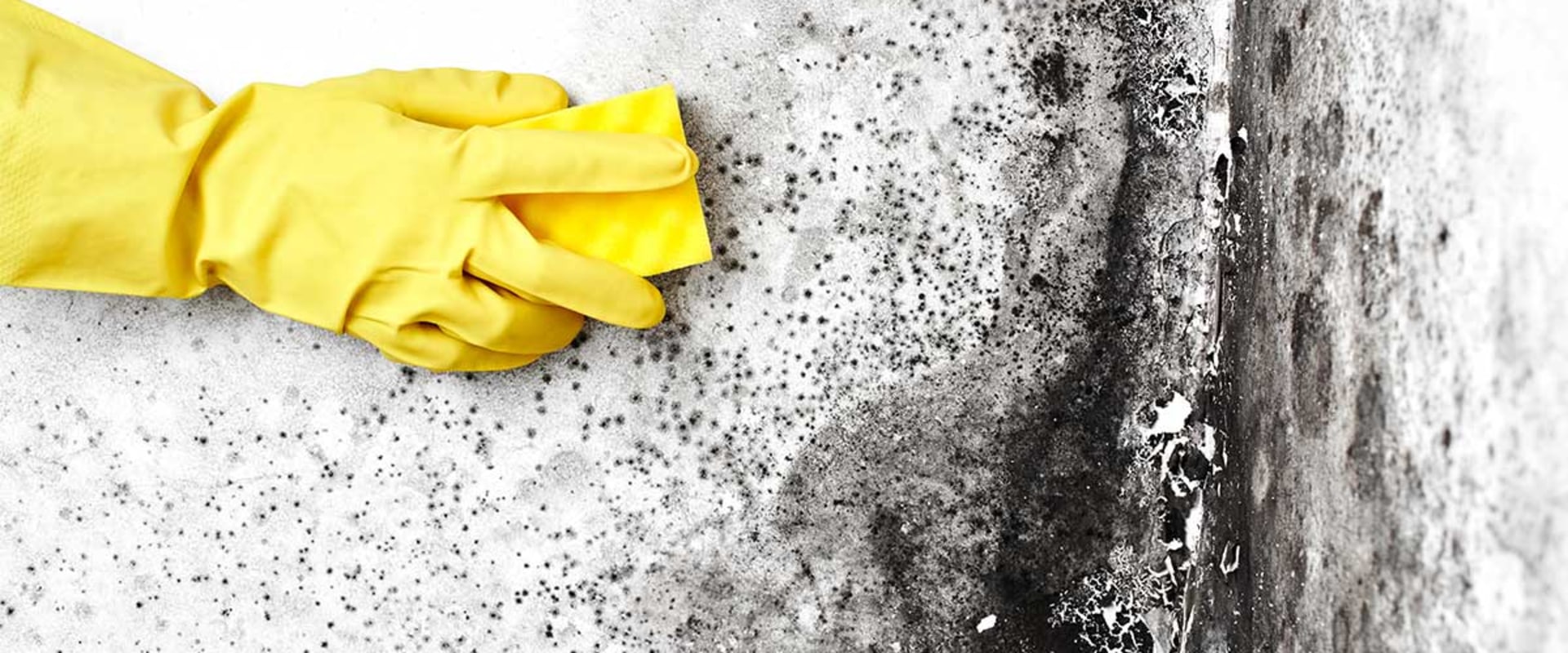 How to get free mold inspection?
