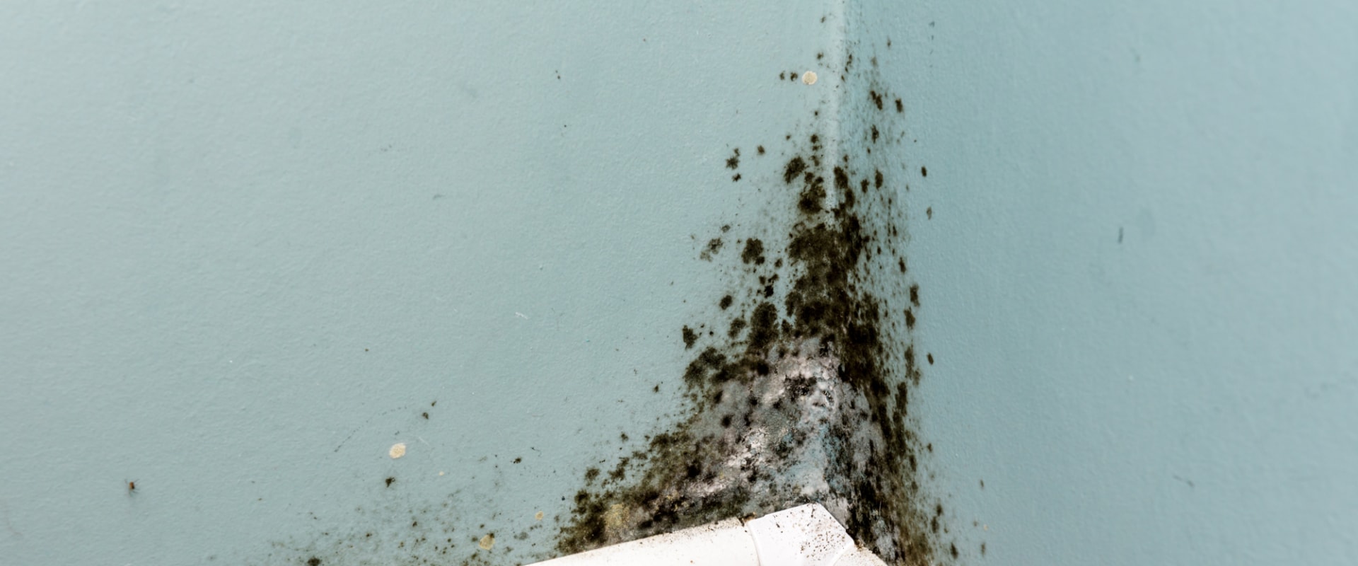The Most Common Places Mold Grows in Homes
