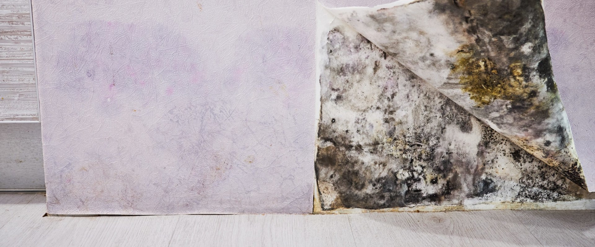 Mold Inspection and Health: What You Should Know