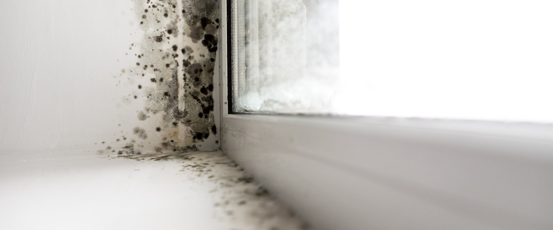 How Proper Insulation Can Help Reduce the Risk of Mold Growth