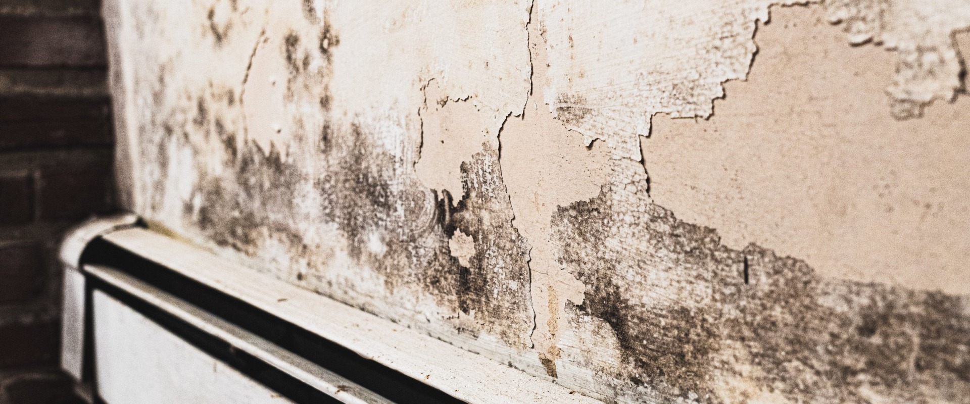 Mold Matters: When and Why You Should Schedule an Inspection