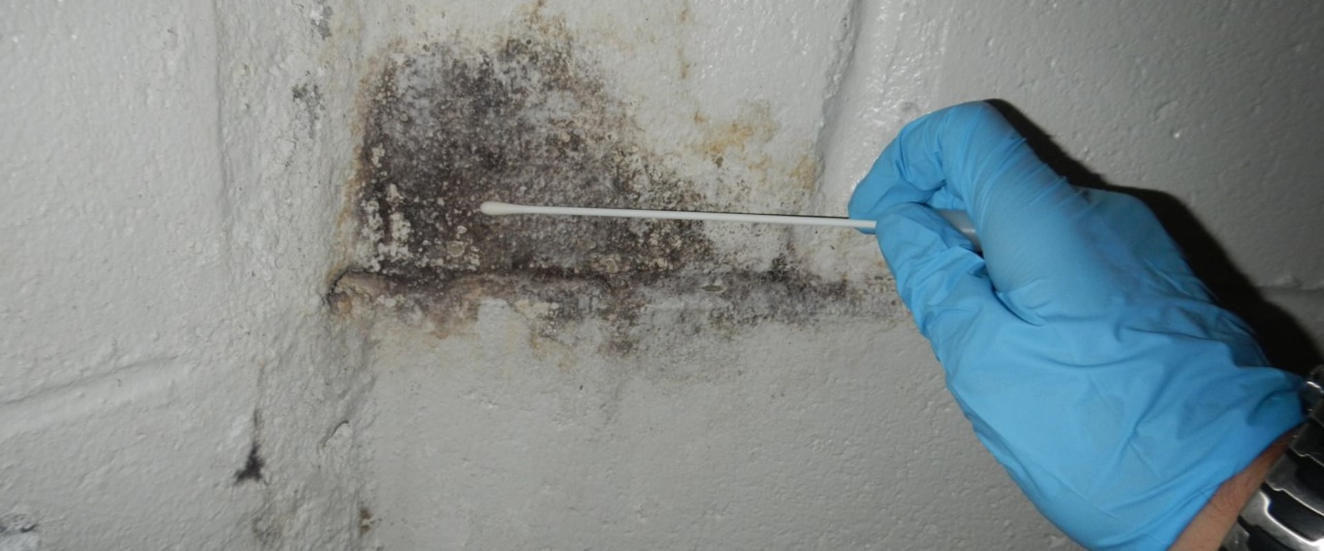 Why mold testing?