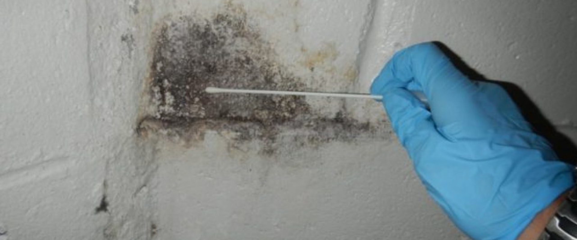 Who pays for mold inspection?