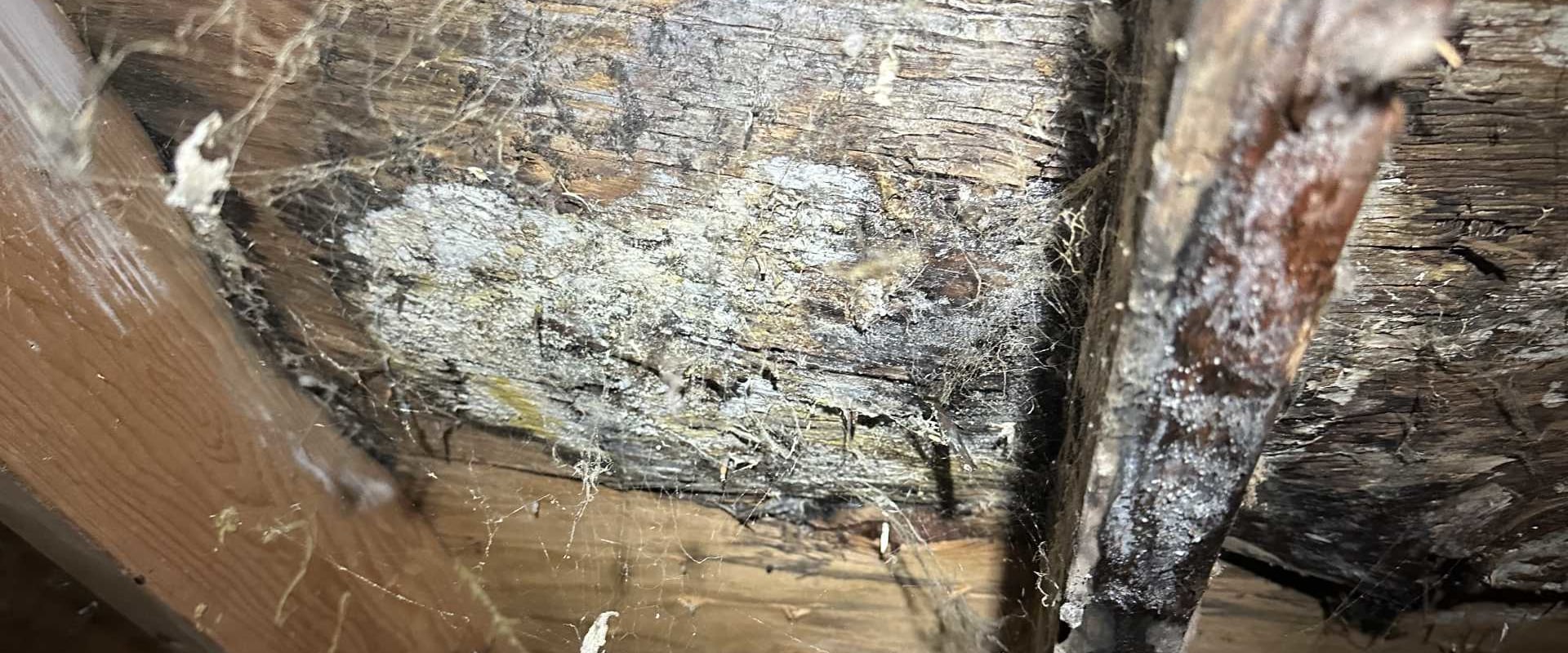 How Mold Inspection Reveals Underlying Structural Issues