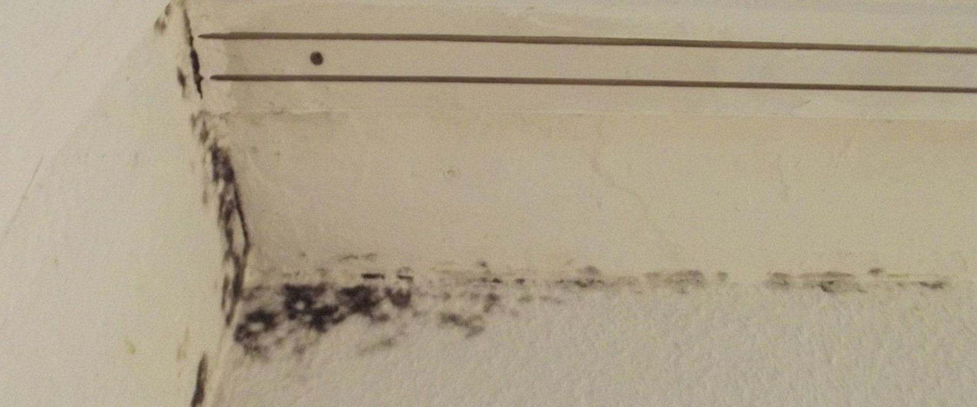 Why Pest Control Is Essential For Effective Mold Inspection In Your Business In Las Vegas