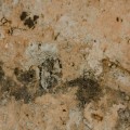 Keep Your Las Vegas Home Mold-Free with Expert Inspections
