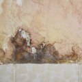Early Detection, Health Protection: Why Mold Inspections Matter
