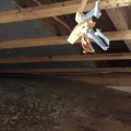 Do all mold tests come back positive?