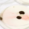 Can i test for mold myself?