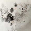 The Importance Of Mold Inspection In Torrance, CA: Protecting Your Home And Health