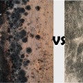 How Mold Remediation Differs Between New Builds and Older Homes