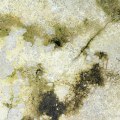 What Happens After a Positive Mold Inspection Report