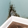 The Most Common Places Mold Grows in Homes