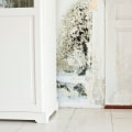 How do mold inspectors find mold?