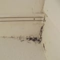 Why Pest Control Is Essential For Effective Mold Inspection In Your Business In Las Vegas