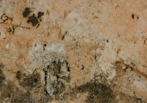 Keep Your Las Vegas Home Mold-Free with Expert Inspections