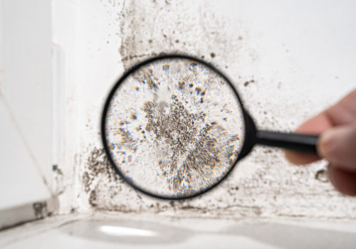 Mold Inspection Matters: How to Detect Hidden Threats and Protect Your Home’s Health