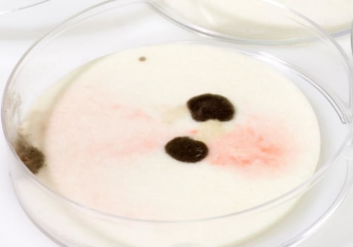 Can i test for mold myself?