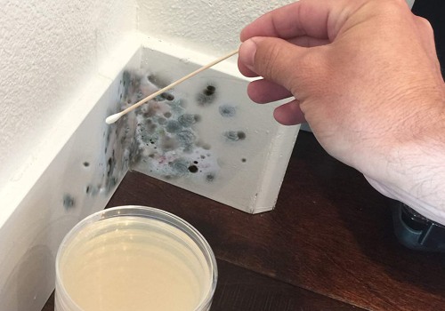 Signs Your Home Needs a Mold Inspection In Baltimore, MD