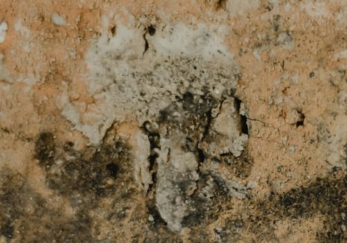 Protect Your Home with Expert Leak Repair and Mold Inspection