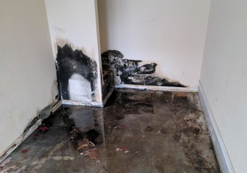 Why Mold Inspection Matters When Moving into an Older Home