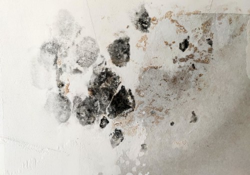 The Importance Of Mold Inspection In Torrance, CA: Protecting Your Home And Health