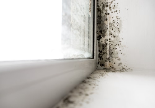 From Inspection To Removal: Safeguarding Your Ohio Property From Mold Infestation
