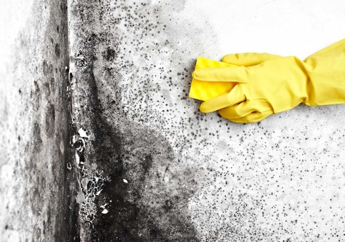 How to get free mold inspection?