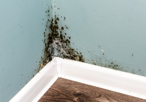 The Most Common Places Mold Grows in Homes