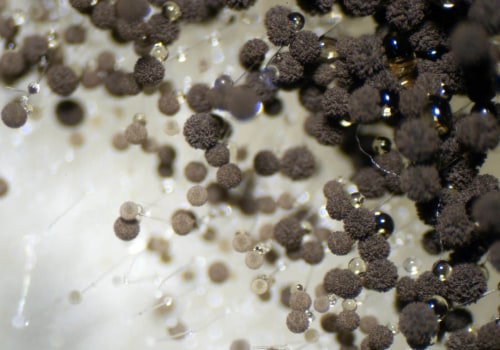 How Low-Pressure Washing Protects Against Hidden Moisture Intrusion and Mold Risks