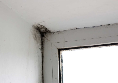 Taking Action Against Mold: A Guide To Effective Removal Post-Inspection In Your Metro New Orleans Home