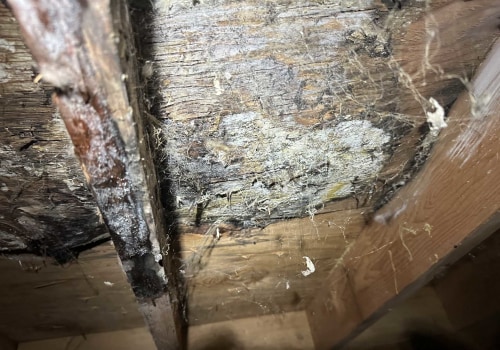 How Mold Inspection Reveals Underlying Structural Issues